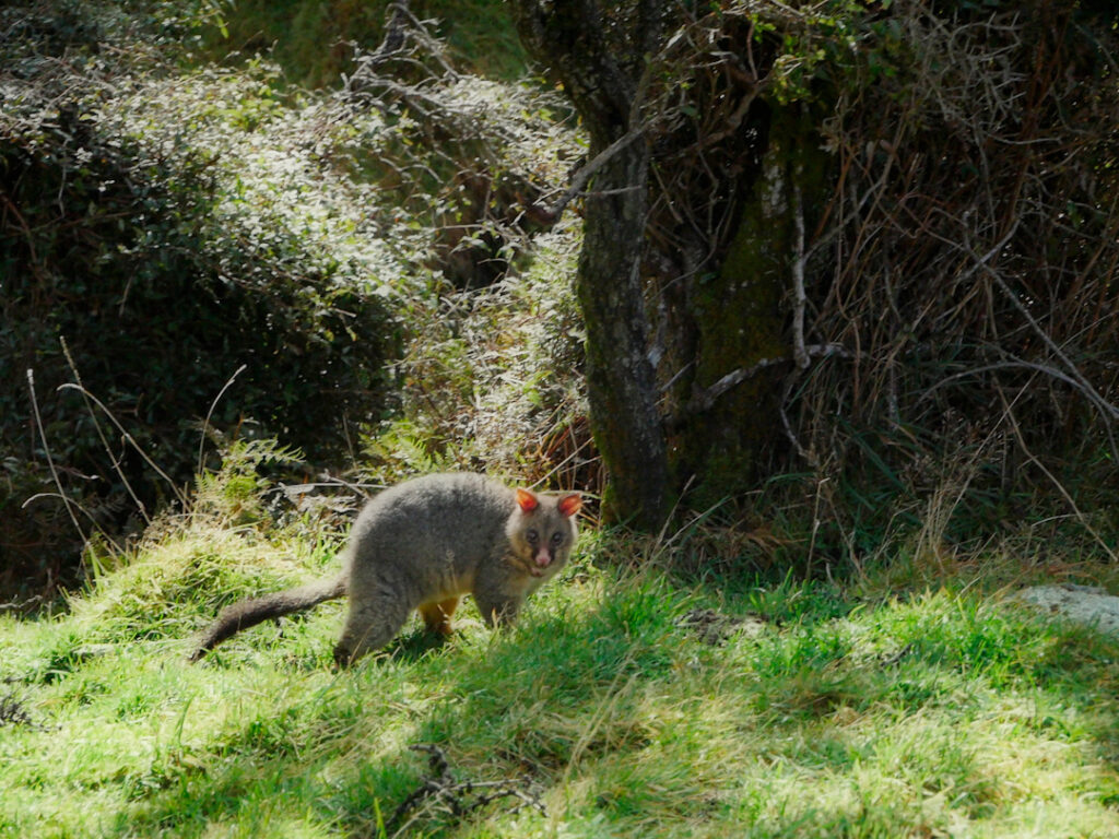 Possum in daylight