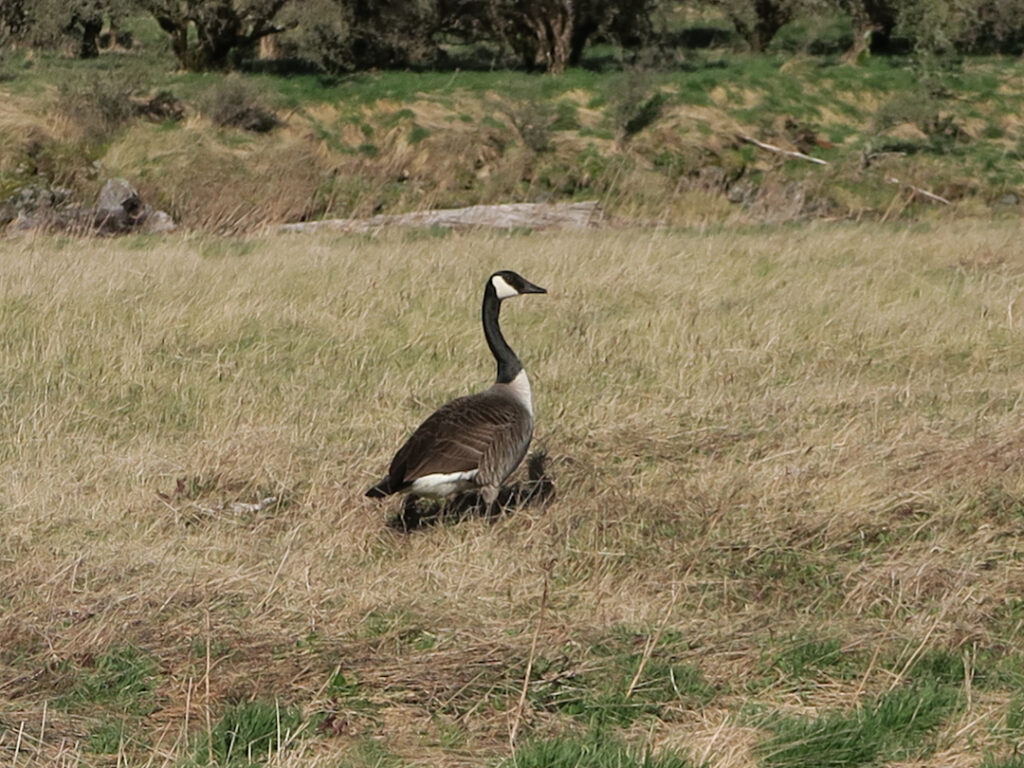 Canada geese