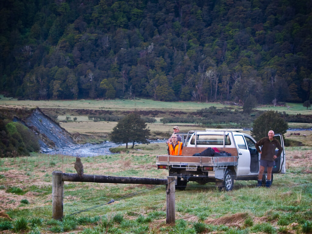 Kea on fence post near DOC truck