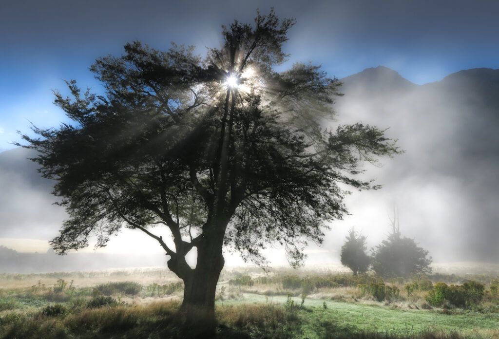 Dawn mist and a beech tree