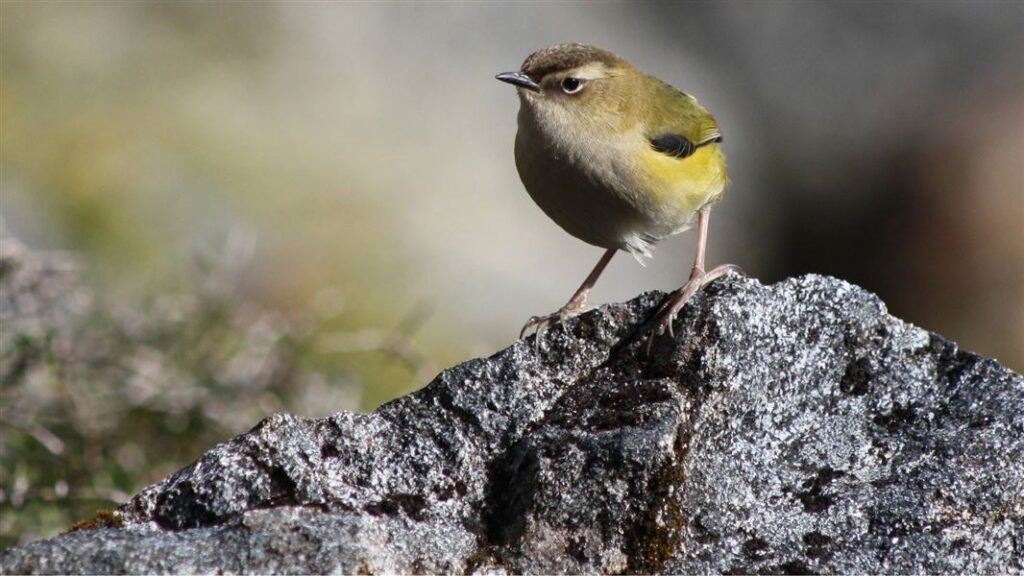 Rock wren