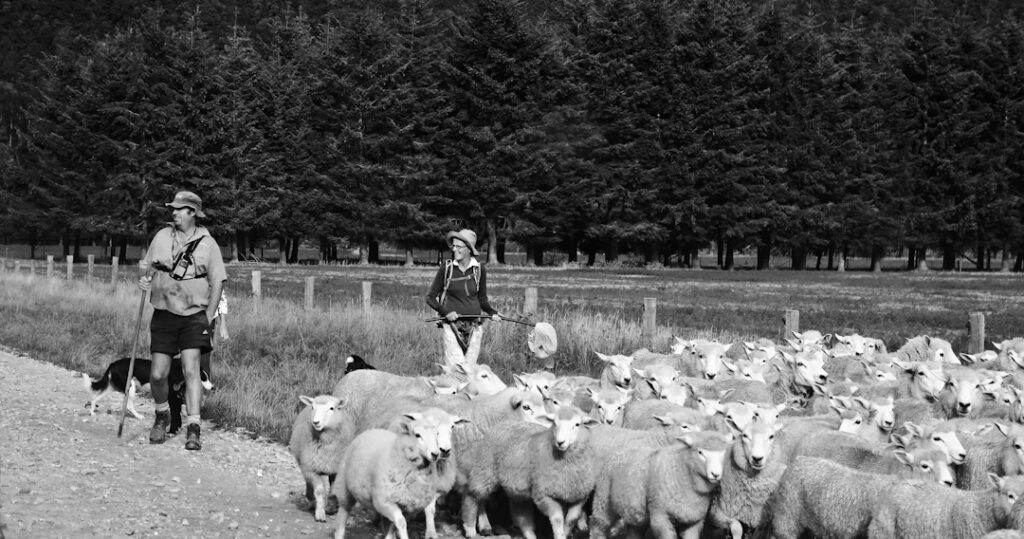 Two farmers mustering sheep on a road