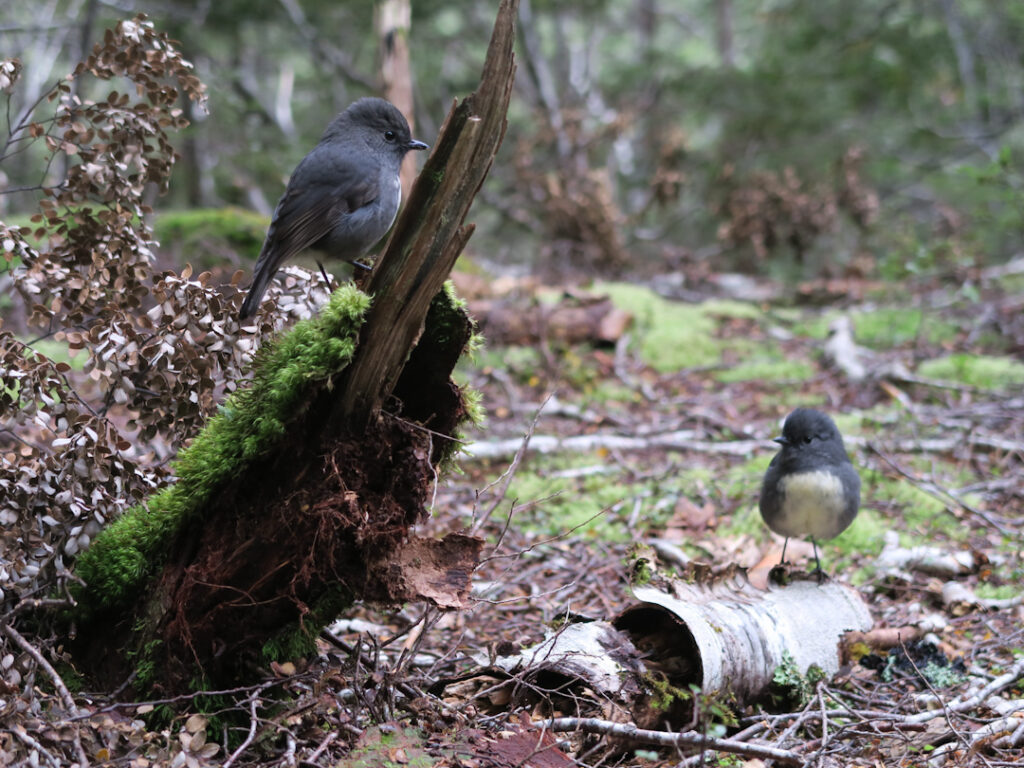 Two south island robins in beech forest