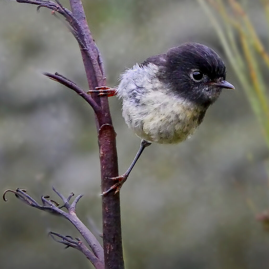 Tom tit on a branch