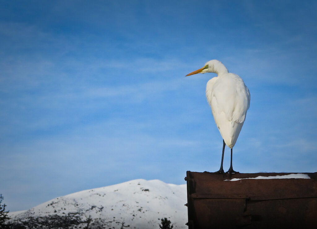 White heron in snow country