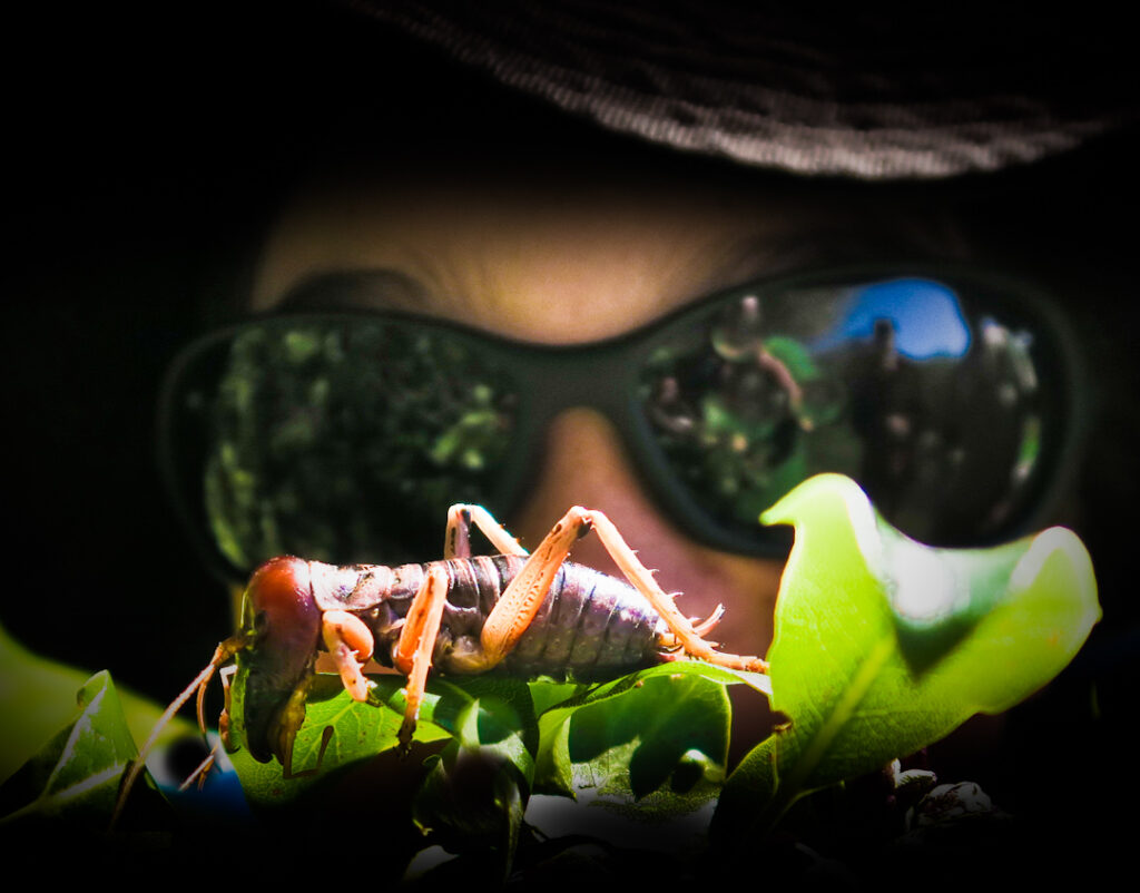 Mountain stone weta with a person wearing sun glasses