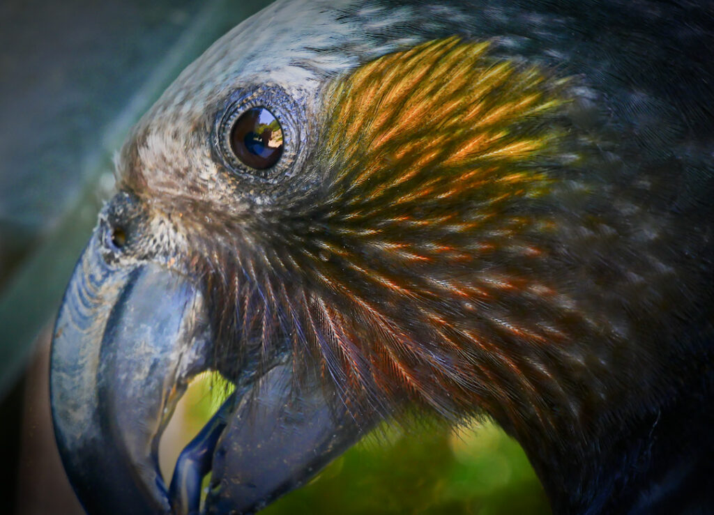 Kaka portrait