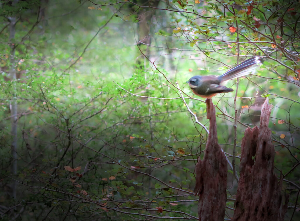 Fantail in beech forest