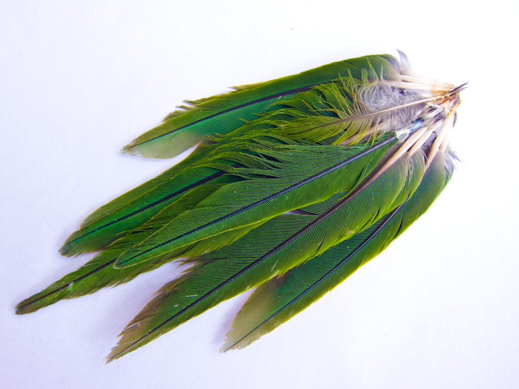 Kakariki NZ parakeet feathers