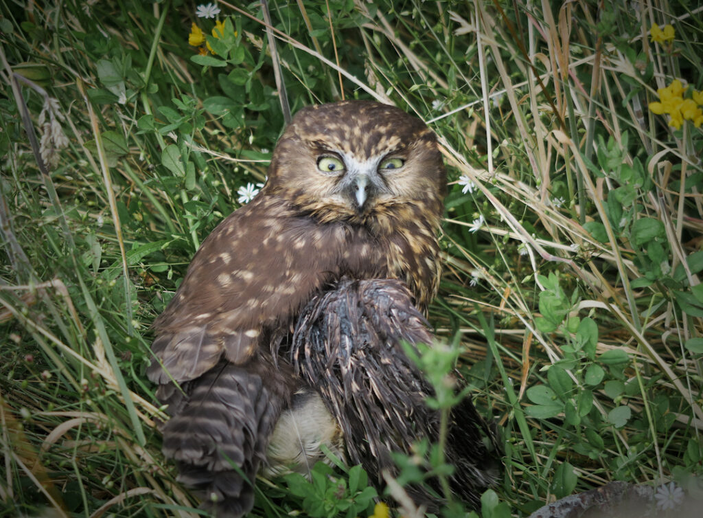 Ruru morepork