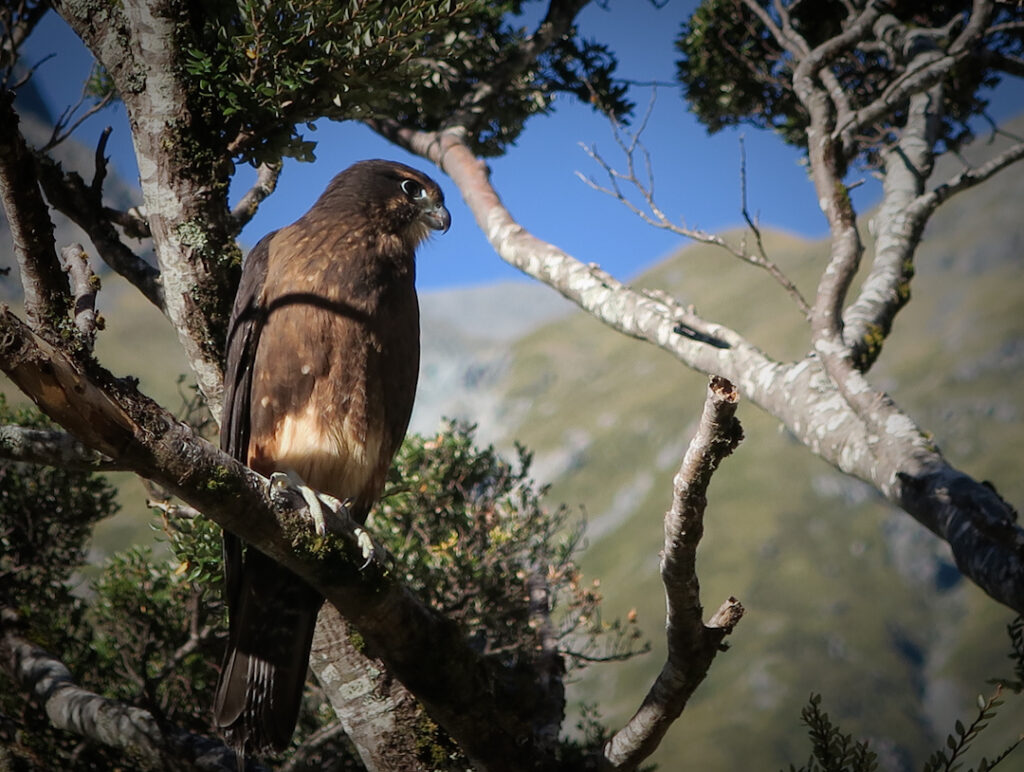 NZ falcon kārearea in a tree
