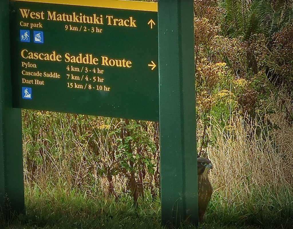 NZ faclon karerea by a DOC sign