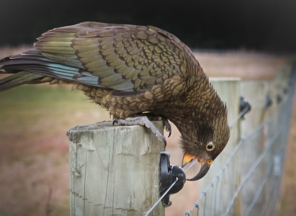 Juvenile kea pecking at an electric fence wire