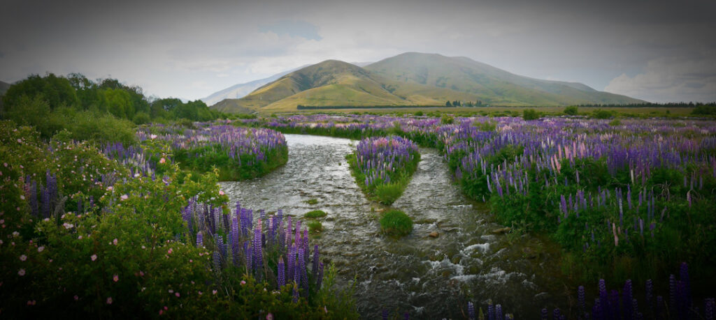 Lupins on braided river bed