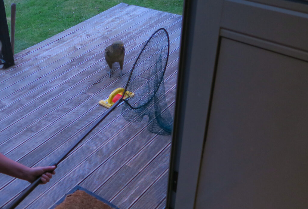 Kea and a capture net