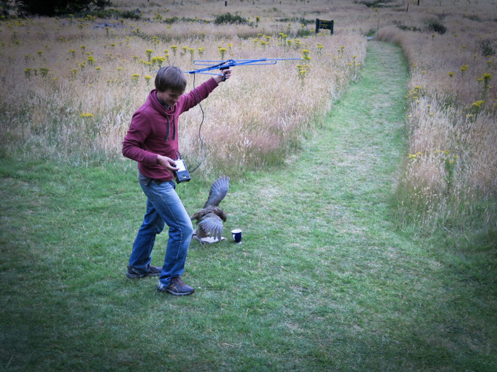 Radio tracking kea