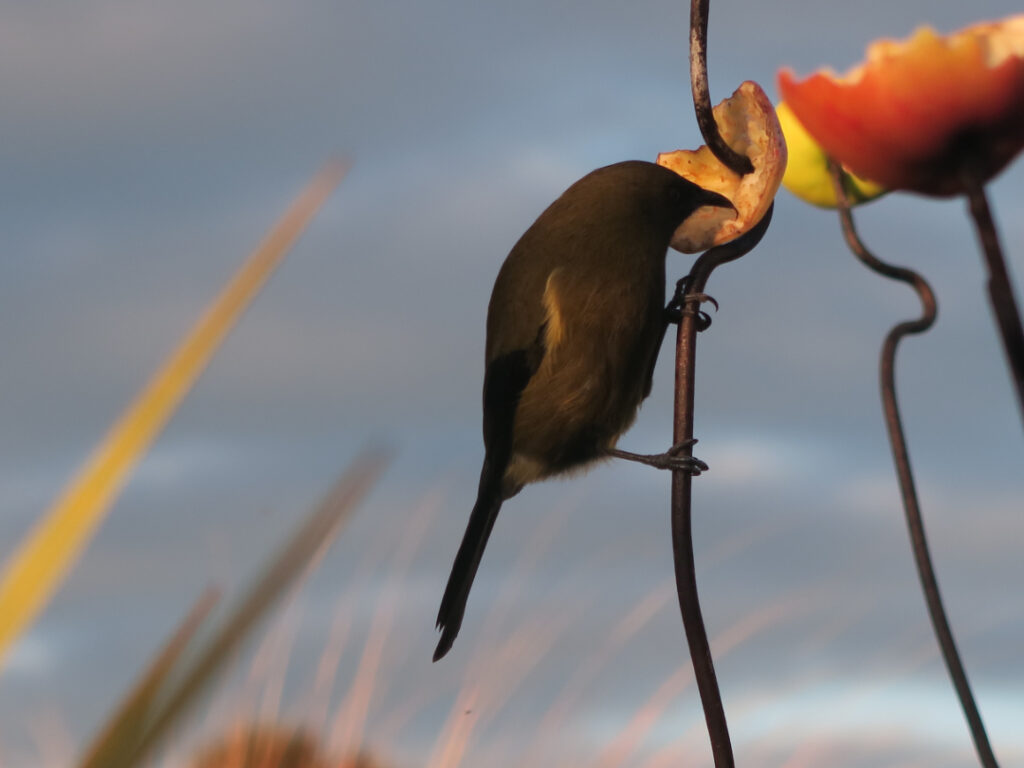 Bellbird eating an apple