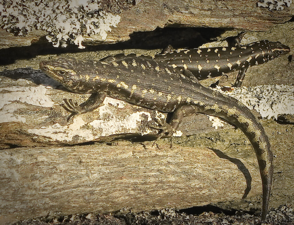 Grand and Otago skinks