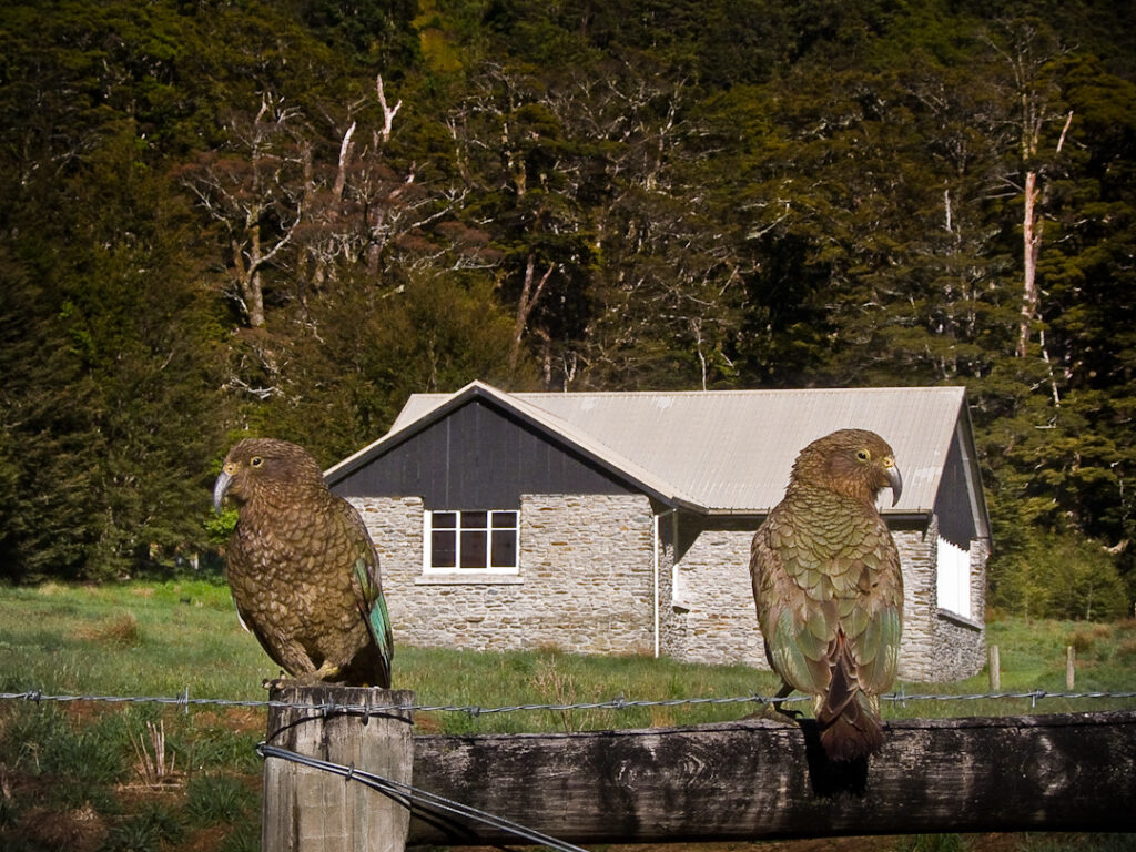 Aspiring Hut, Mt Aspiring National Park. And two local kea