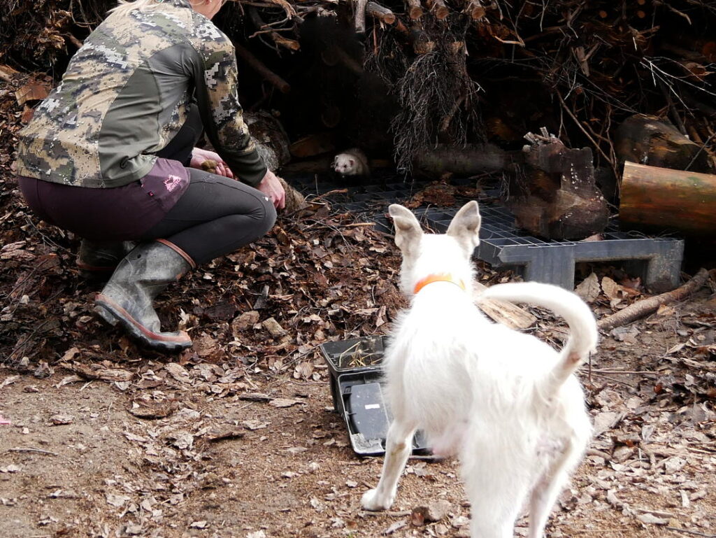 Rabbiting with a ferret and dog